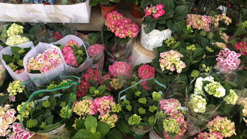 花都開好啦——結算中心歡度女神節(jié)